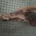 源头厂家直销牛头肉，牛嘴，牛脸肉等等品质保障