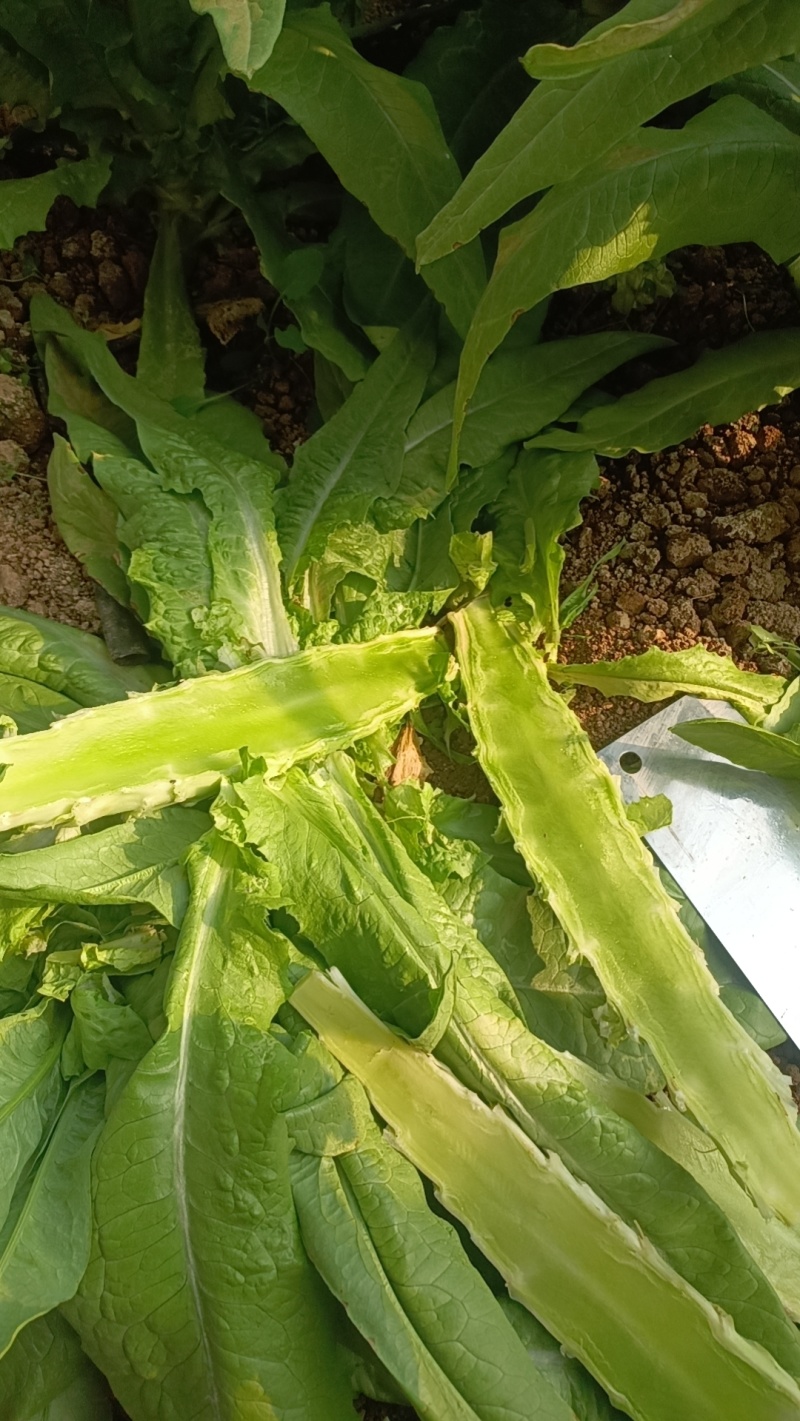 莴苣，莴笋。