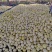 甜瓜原产地，口感甘甜，沙土种植