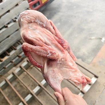 大三花品种，白条鹅不良鹅随机发货，一箱净重38斤