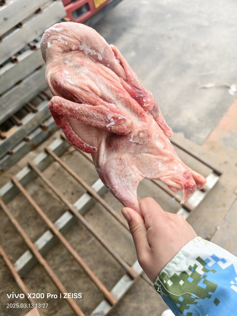 大三花品种，白条鹅不良鹅随机发货，一箱净重38斤
