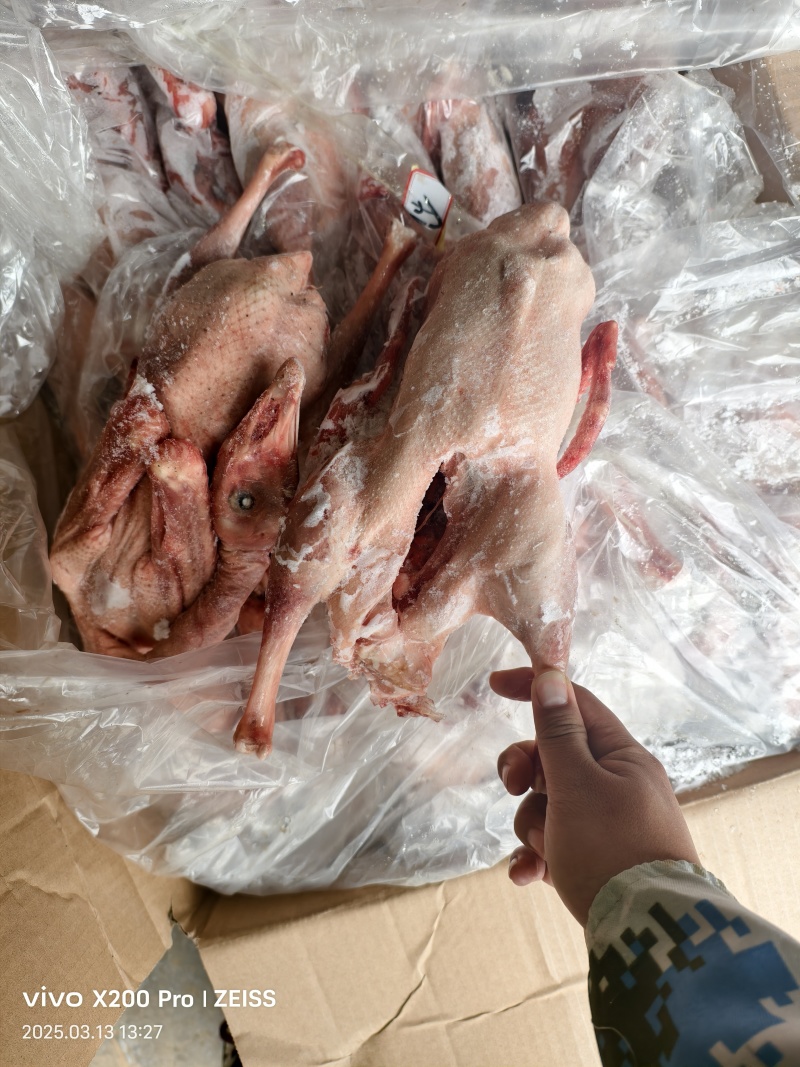 大三花品种，白条鹅不良鹅随机发货，一箱净重38斤