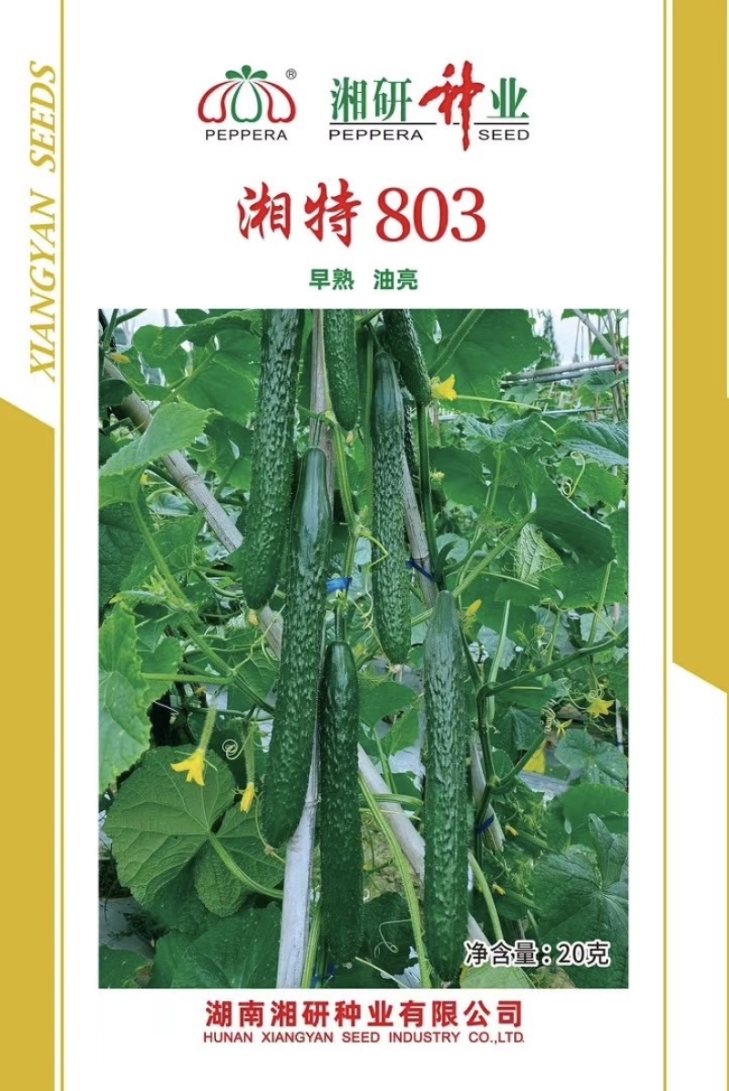 湘特803耐热抗性好瓜条油亮