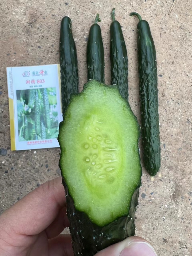 湘特803耐热抗性好瓜条油亮