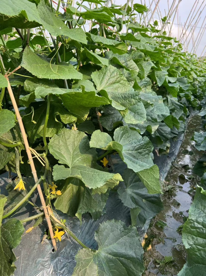 湘特803耐热抗性好瓜条油亮