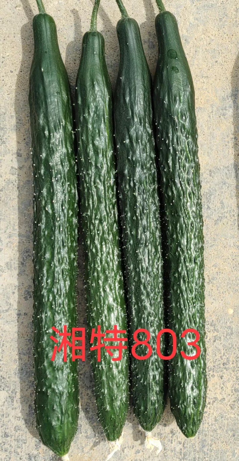 湘特803耐热抗性好瓜条油亮