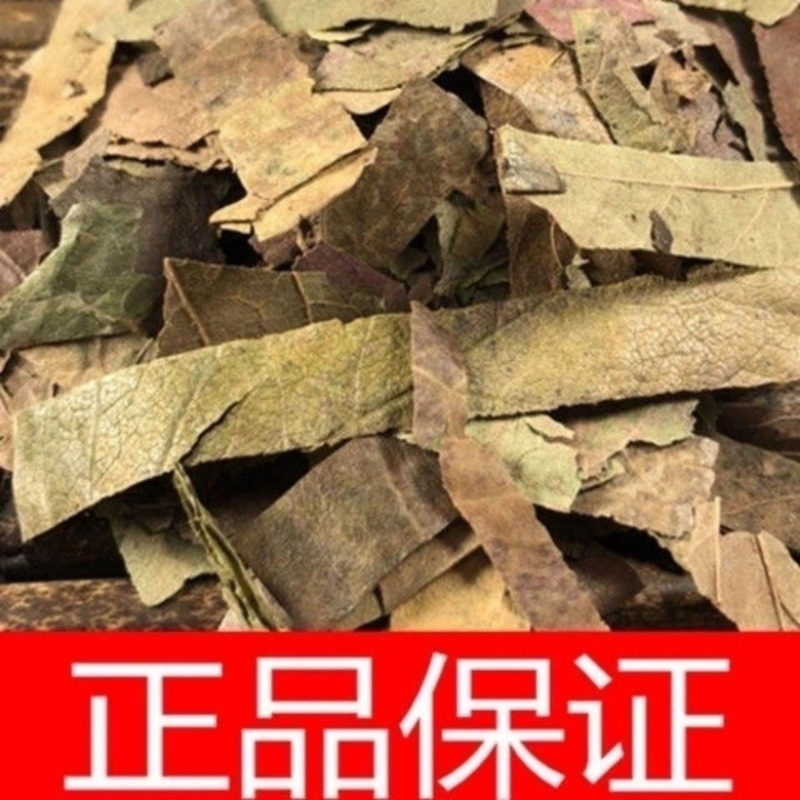 【实力商家】柿子叶霜后柿子叶批发零售