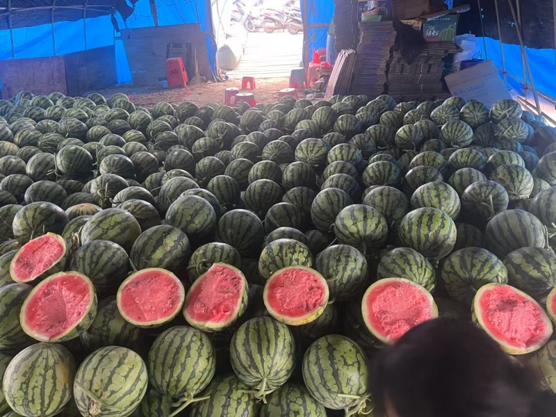麒麟西瓜产地直发一手货源