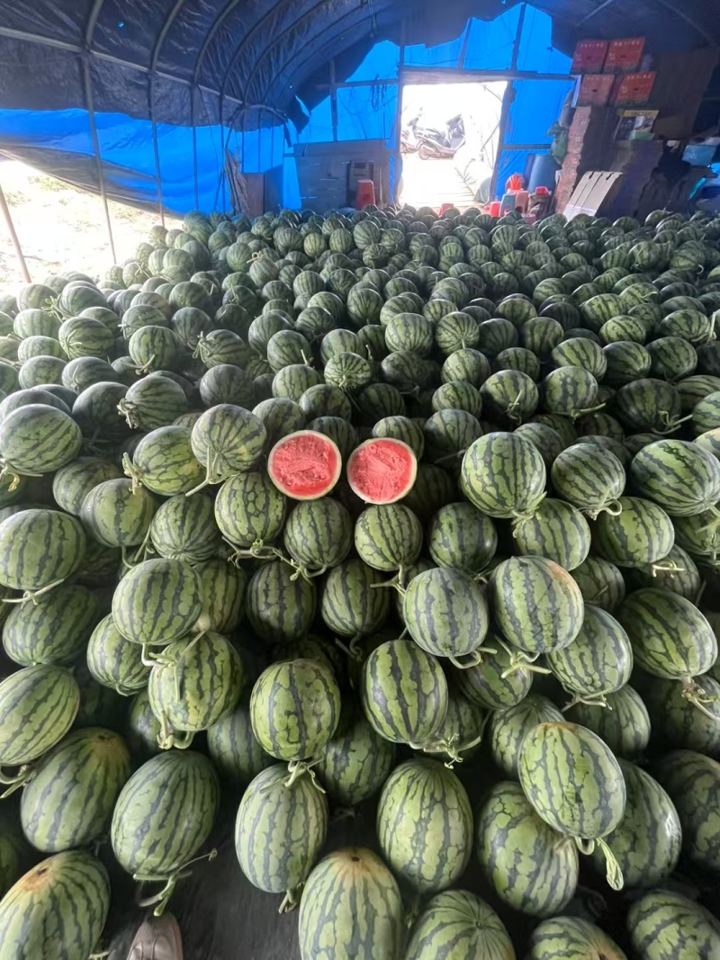 麒麟西瓜产地直发一手货源