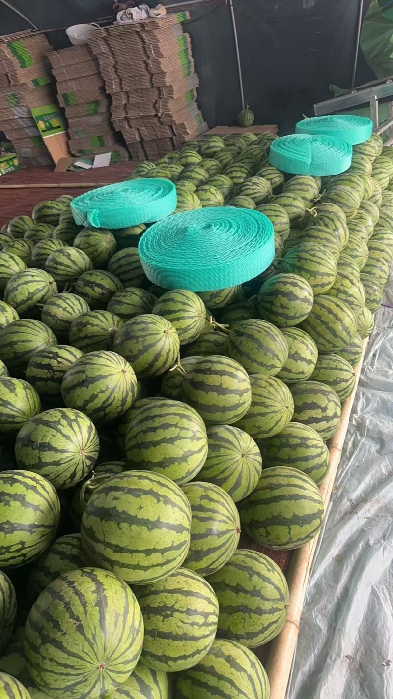 麒麟西瓜产地直发一手货源