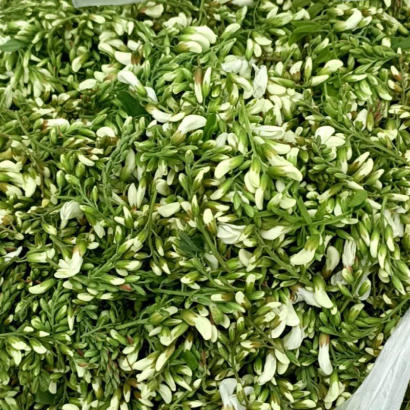 河南洋槐花