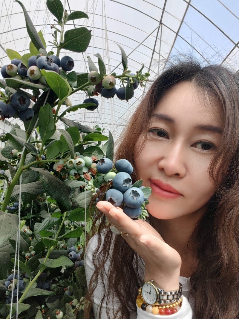 云南抚仙湖蓝莓L25.脆甜爽口