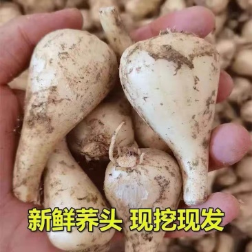 重庆农家自种新鲜藠头现挖现发5斤电商一件
