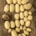 【实力供货】大量供应黄皮黄心土豆货源充足需要联系