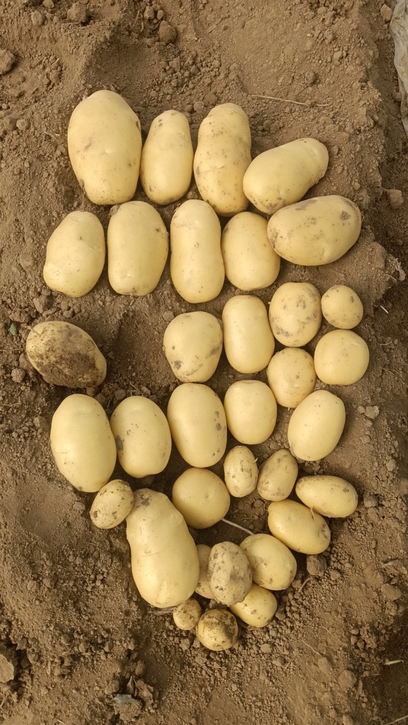 【实力供货】大量供应黄皮黄心土豆货源充足需要联系