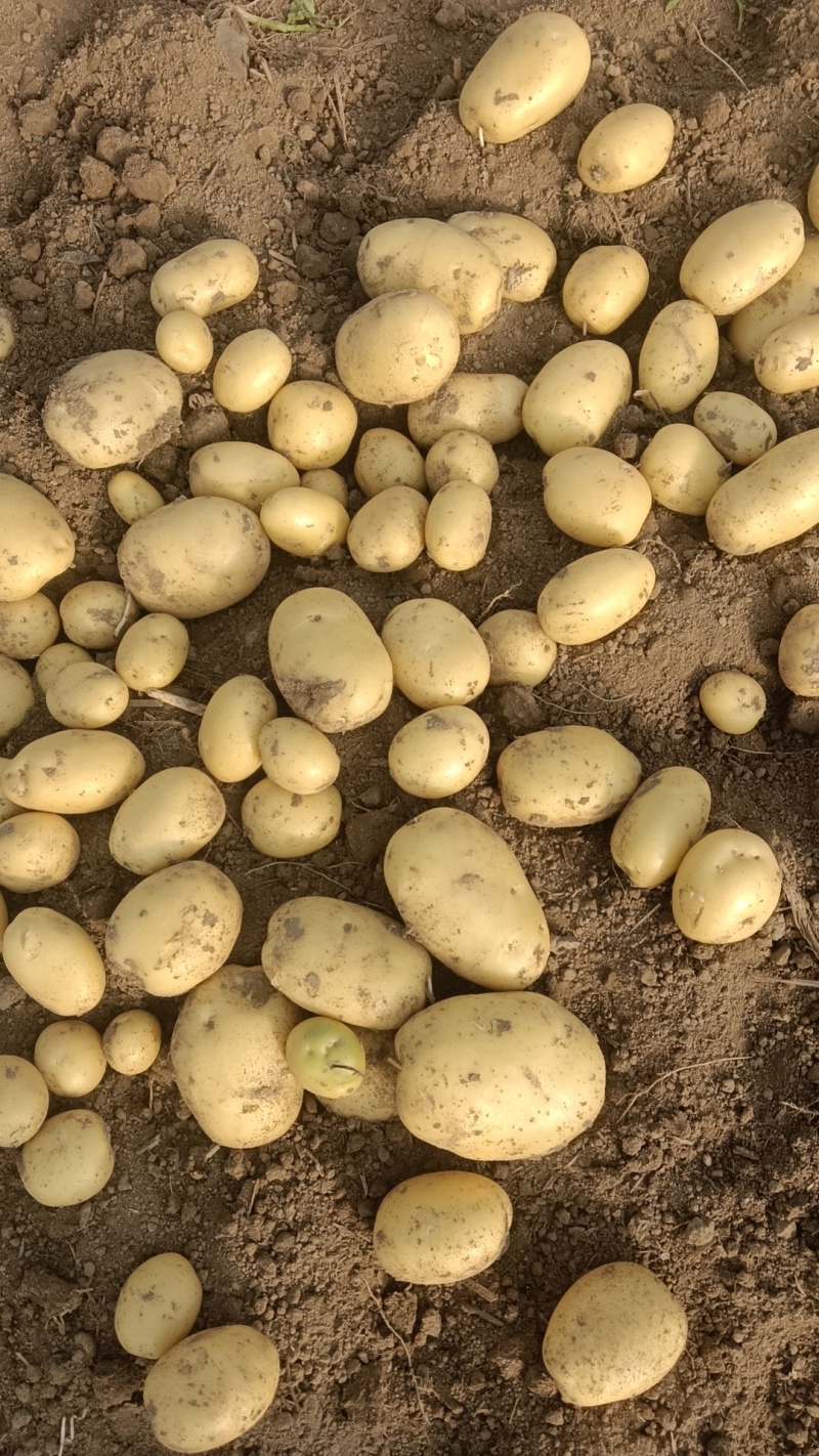 【实力供货】大量供应黄皮黄心土豆货源充足需要联系