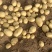 【实力供货】大量供应黄皮黄心土豆货源充足需要联系
