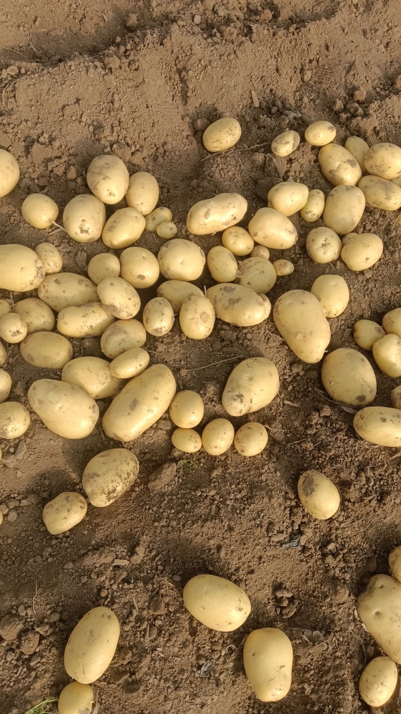 【实力供货】大量供应黄皮黄心土豆货源充足需要联系