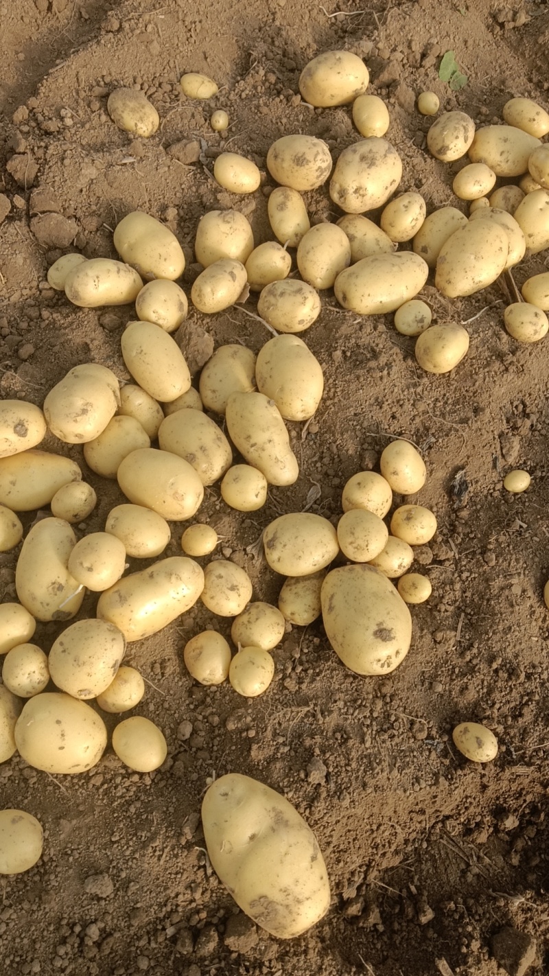 【实力供货】大量供应黄皮黄心土豆货源充足需要联系