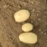 【实力供货】大量供应黄皮黄心土豆货源充足需要联系