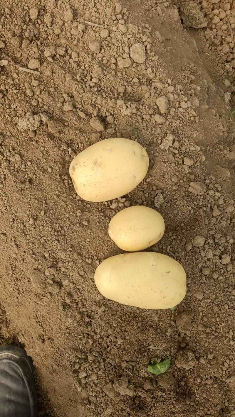 【实力供货】大量供应黄皮黄心土豆货源充足需要联系