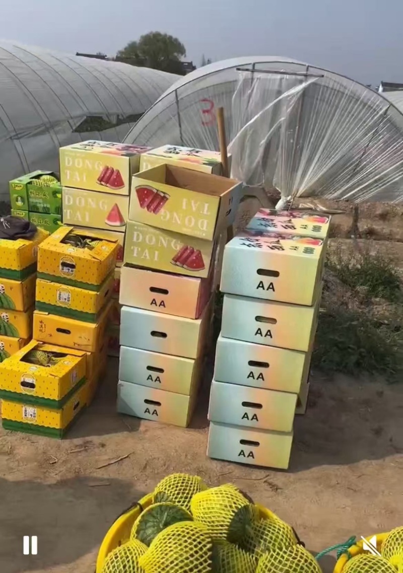 特小凤西瓜产地江苏基地直发可议价电话联系