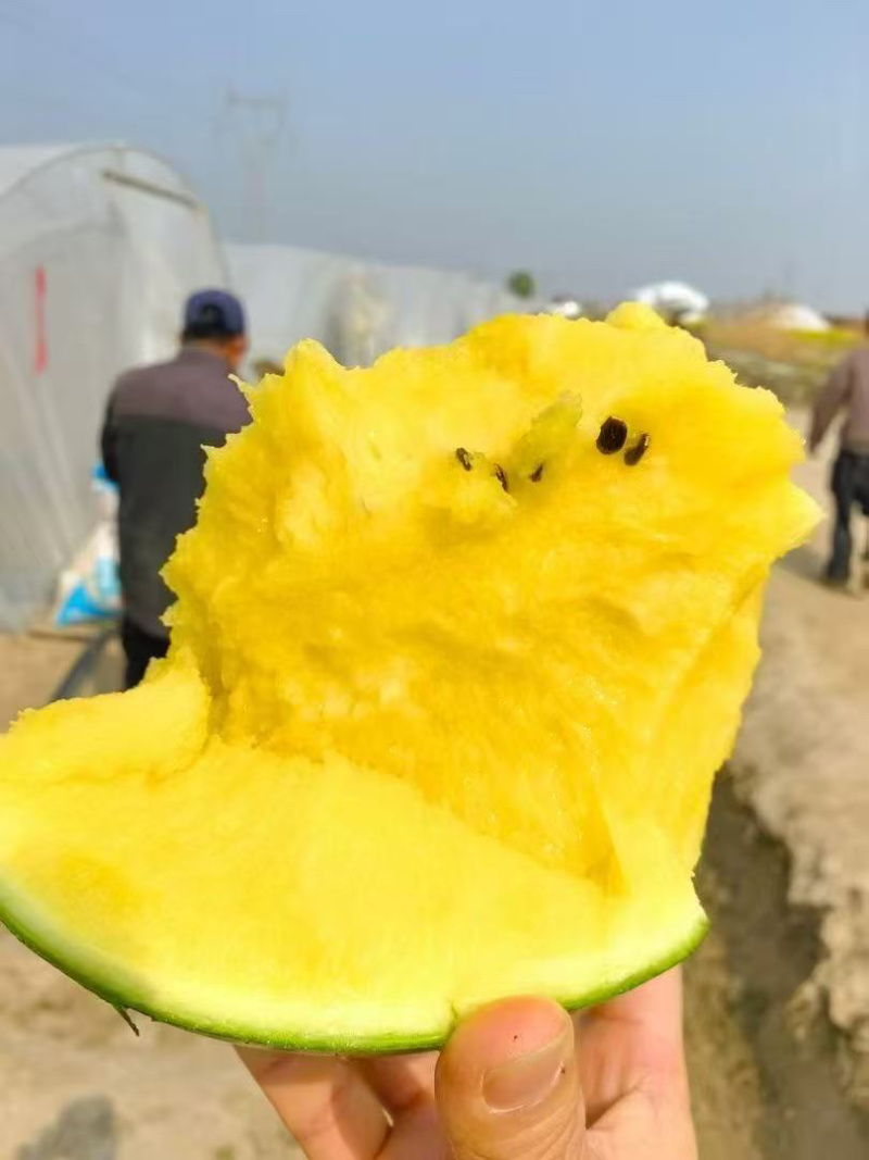 特小凤西瓜产地江苏基地直发可议价电话联系