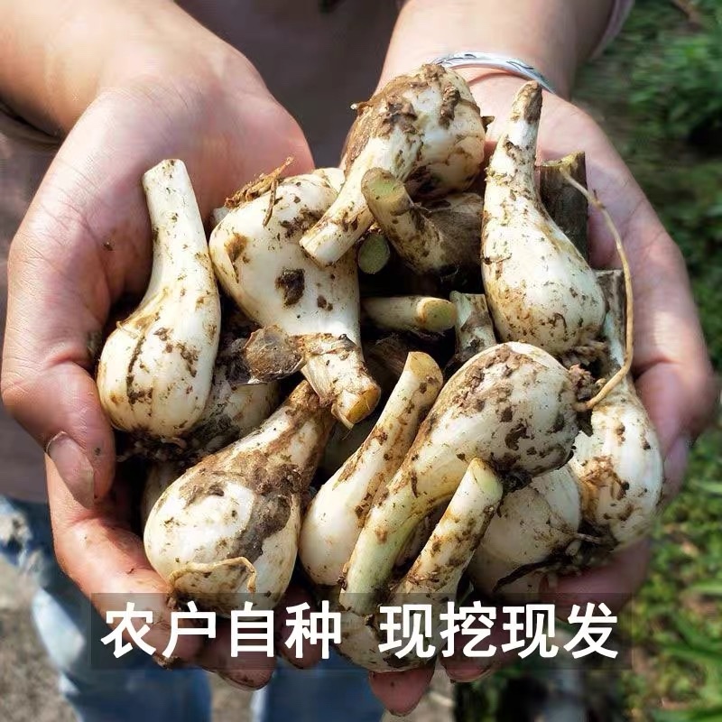 重庆农家自种新鲜藠头现挖现发5斤电商一件