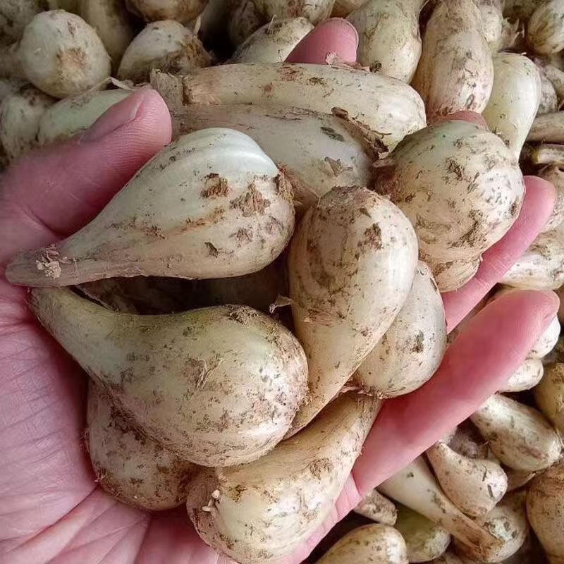 重庆农家自种新鲜藠头现挖现发5斤电商一件