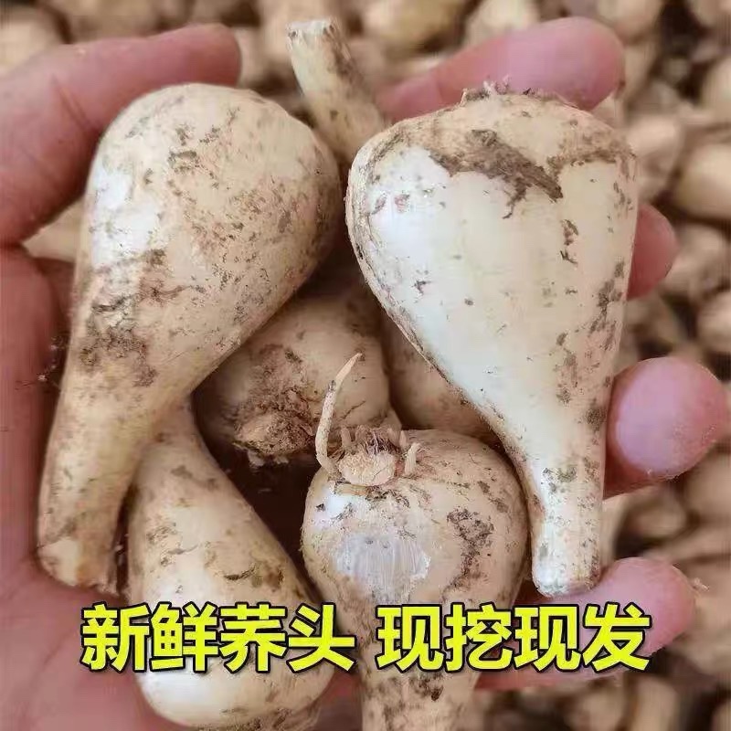 重庆农家自种新鲜藠头现挖现发5斤电商一件