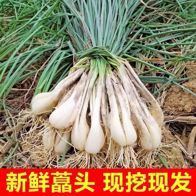重庆农家自种新鲜藠头现挖现发5斤电商一件