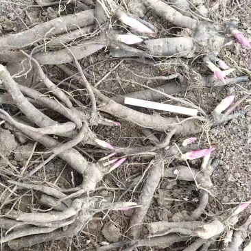 三年杂花赤芍苗价格美丽15万颗