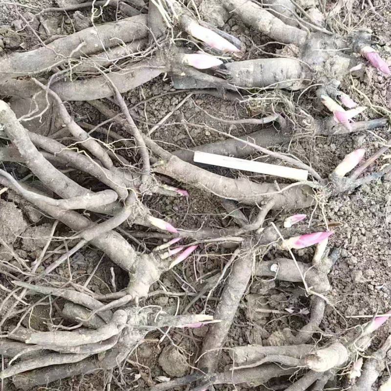 三年杂花赤芍苗价格美丽15万颗