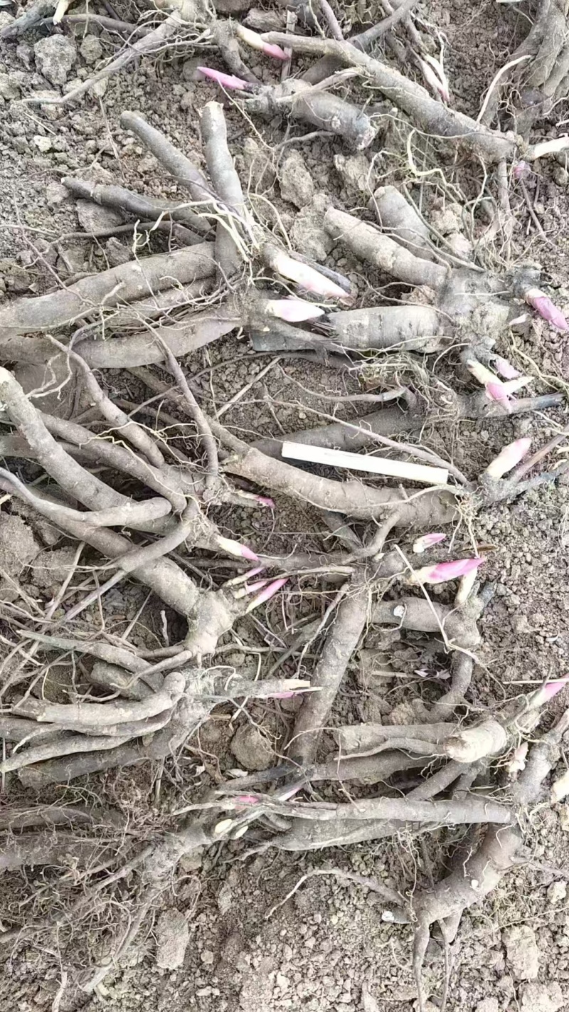 三年杂花赤芍苗价格美丽15万颗