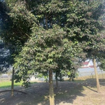 女贞基地直发现货供应保质保量包存货各规格齐全