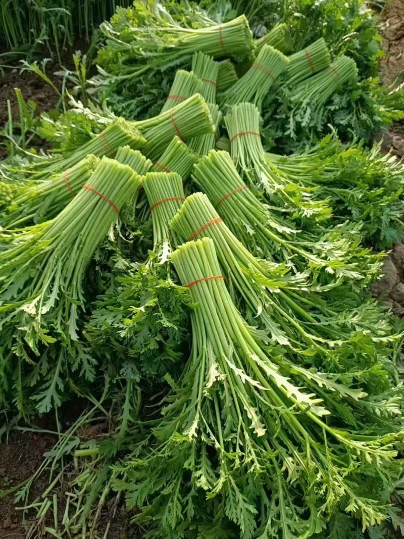 茼蒿，全国代办，产地直发，量大从优，欢迎来电