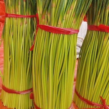 【精品】开封蒜薹，红帽蒜薹，量大从优欢迎电话联系