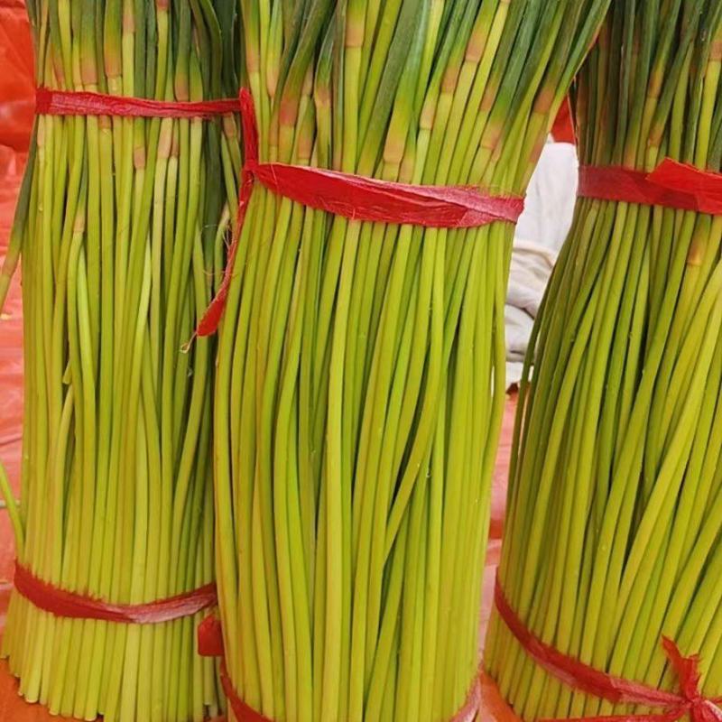 【精品】开封蒜薹，红帽蒜薹，量大从优欢迎电话联系