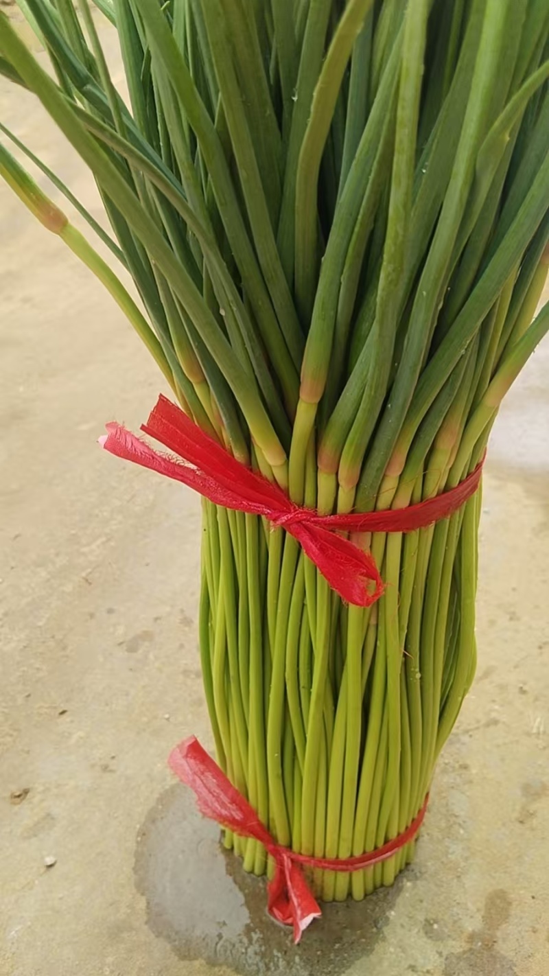 【精品】开封蒜薹，红帽蒜薹，量大从优欢迎电话联系