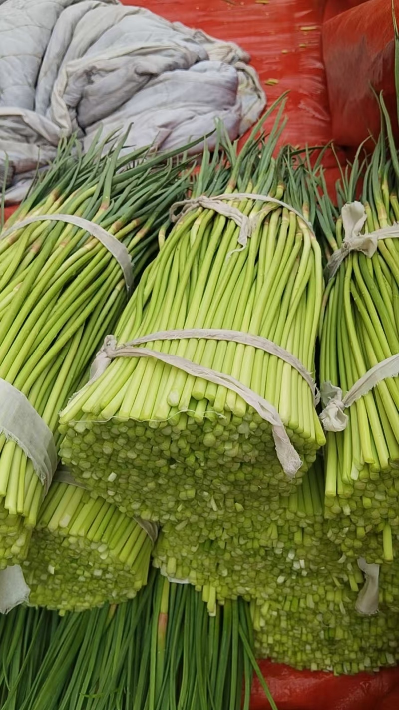 【精品】开封蒜薹，红帽蒜薹，量大从优欢迎电话联系