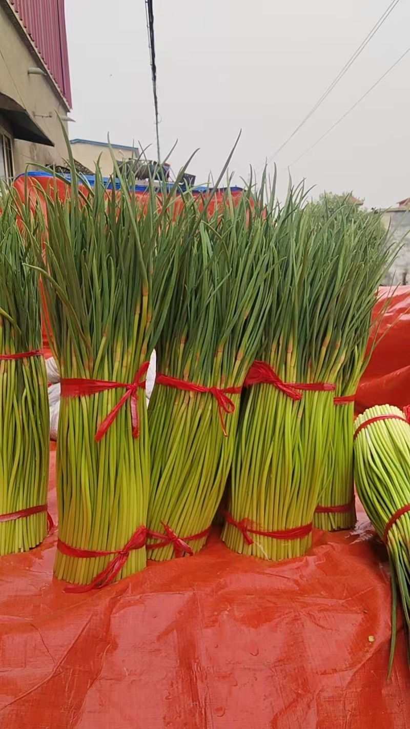 【精品】开封蒜薹，红帽蒜薹，量大从优欢迎电话联系