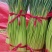 【精品】开封蒜薹，红帽蒜薹，量大从优欢迎电话联系