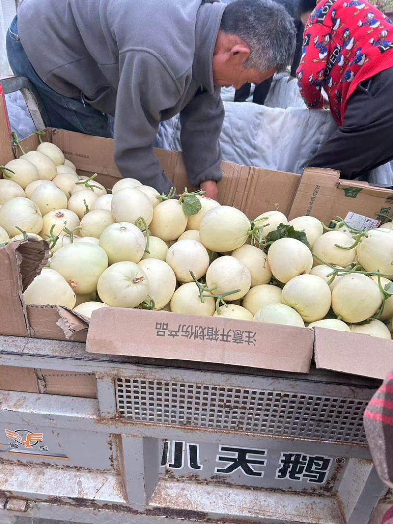 砀山精品小白瓜白玉香瓜，大量上市要的联系质量保证
