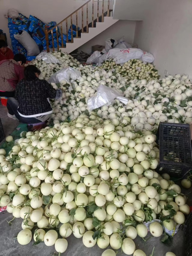 砀山精品小白瓜白玉香瓜，大量上市要的联系质量保证