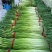 白帽蒜薹