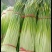 白帽蒜薹