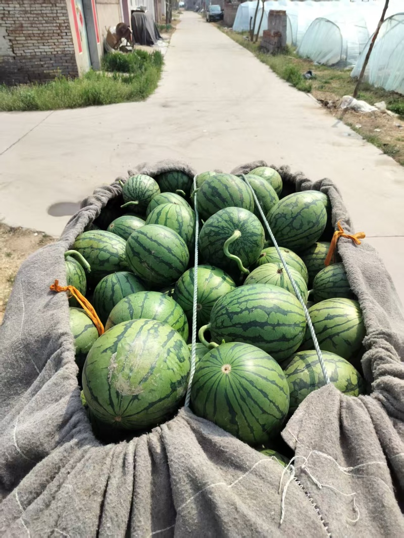 精品2K小糖丸西瓜产地直发现摘现发量大从优