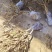 红白金银花盆栽地栽一至十五公分精品（清热去火）