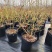 正宗脱毒组培蓝莓树苗，蓝莓1号，明星，L25，追雪，薄雾