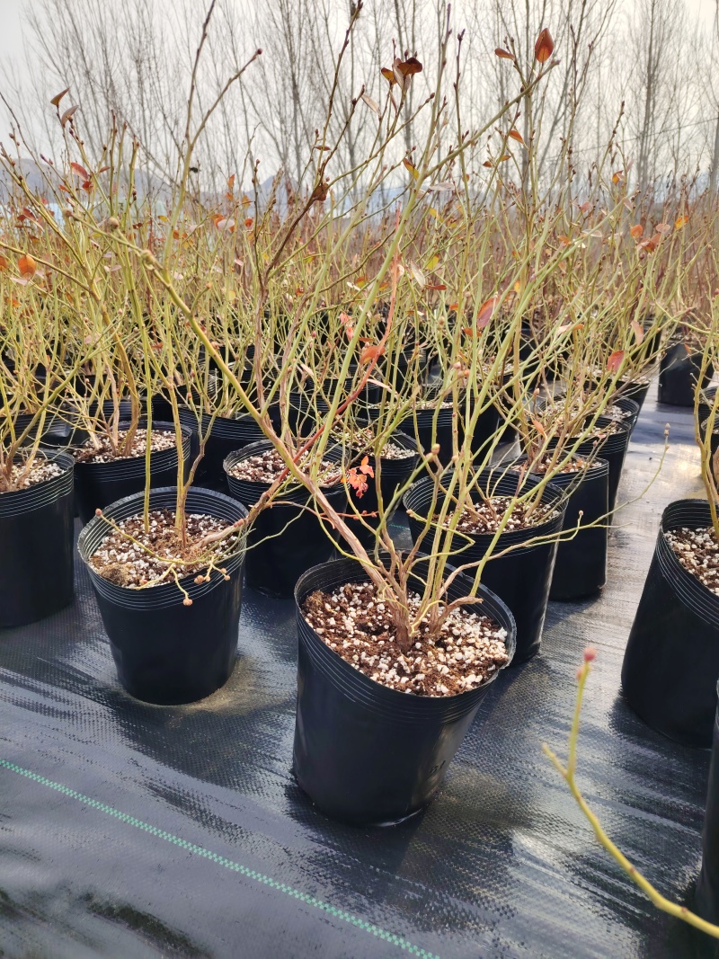 正宗脱毒组培蓝莓树苗，蓝莓1号，明星，L25，追雪，薄雾